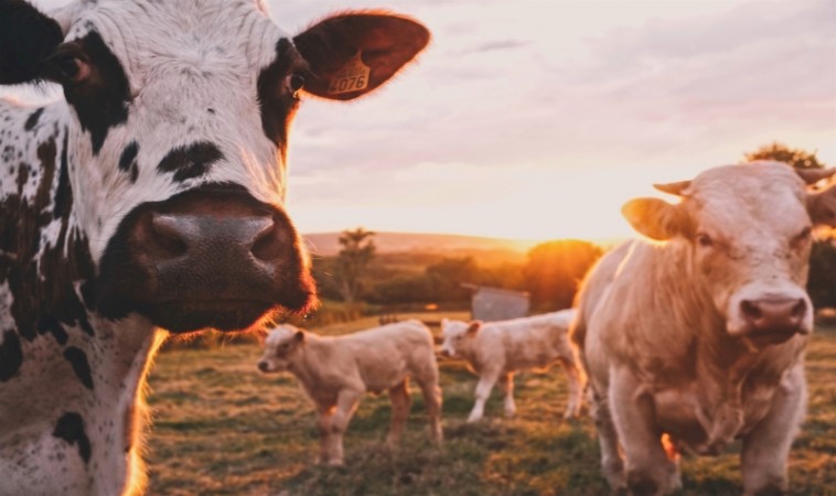 RUFORUM, ILRI, and GRA launch call for Global Research Alliance Graduate Research Grants to tackle livestock greenhouse gases in Africa