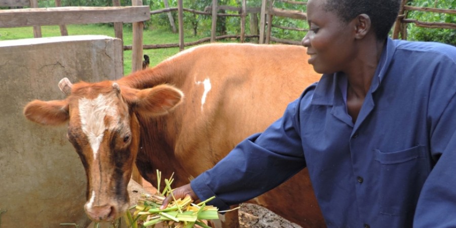 Kenya's ILRI and University of Edinburgh Renew Decades-Long Partnership for Livestock Systems Research