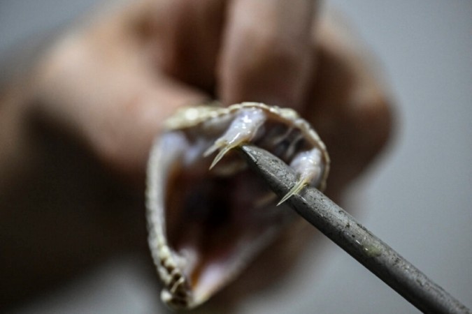 African Snakebite Alliance Launched: Collaborative Effort to Combat Envenoming Threat