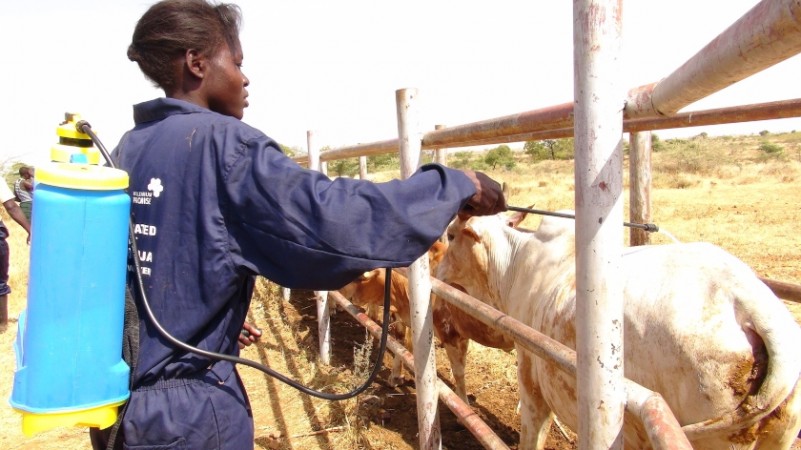 Uganda and Spain Collaborate to Develop Groundbreaking Vaccine Against Tick Infestations in African Cattle