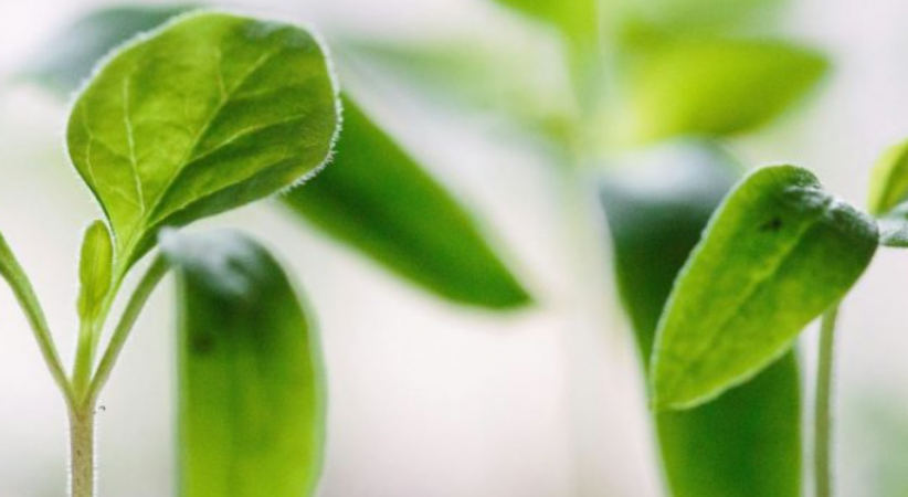 South Africa Launches Space Experiment to Advance Plant Research 