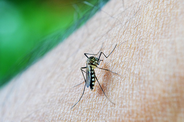  New drug for recurring malaria